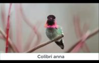 Colibri anna L’oiseau qui change de couleurs