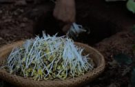 李子柒 Liziqi // Longs, tendres et frais: les germes de soja sont nutritifs et ne polluent pas.