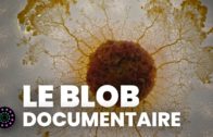 Le blob, un génie sans cerveau (Documentaire complet) | Le Vortex & ARTE